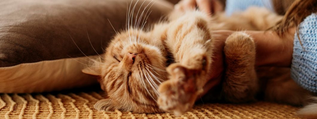 KattenPlezier Winkel -KattenPlezier Winkel 3