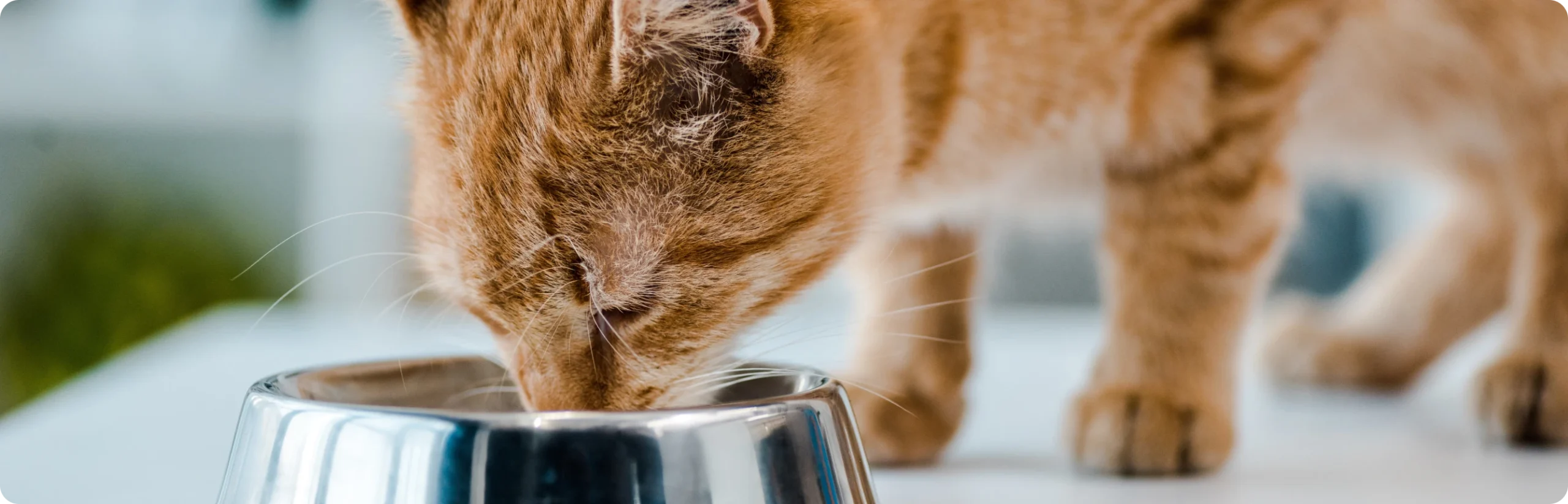 KattenPlezier Winkel -KattenPlezier Winkel banner247 scaled